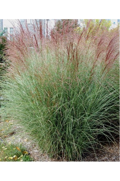 Miscanthus sinensis Morning Light