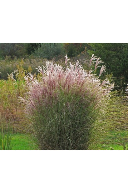 Міскантус Morning Light квітучий злаковий кущ в ландшафті