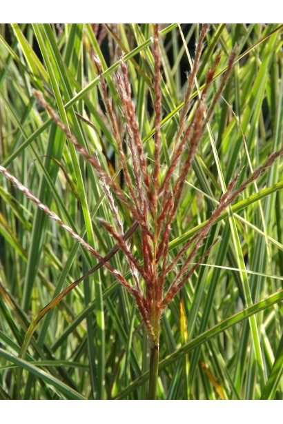 Міскантус Монінг Лайт малиново-червоні колоски при розпусканні