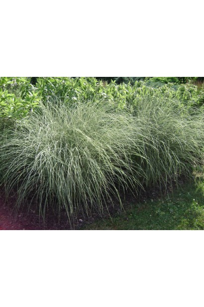 Китайська срібляста трава Монінг Лайт
