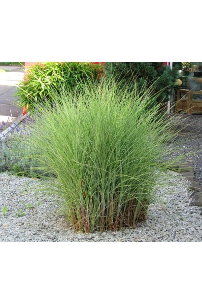 Міскантус китайський Монінг Лайт