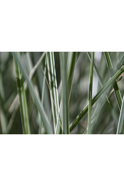 Міскантус Монінг Лайт тонке жорстке зелене листя
