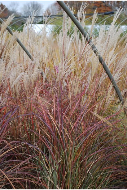 Одноквіткові колоски міскантуса Монінг Лайт 