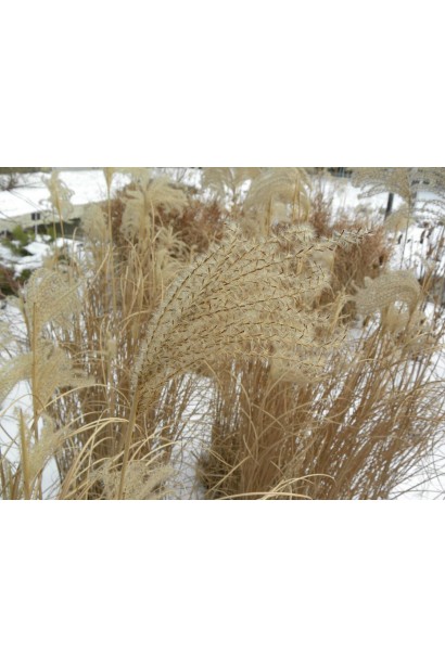 Міскантус китайський Монінг Лайт взимку