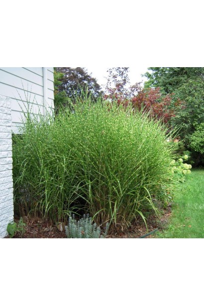 Міскантус Strictus трава дикобраза