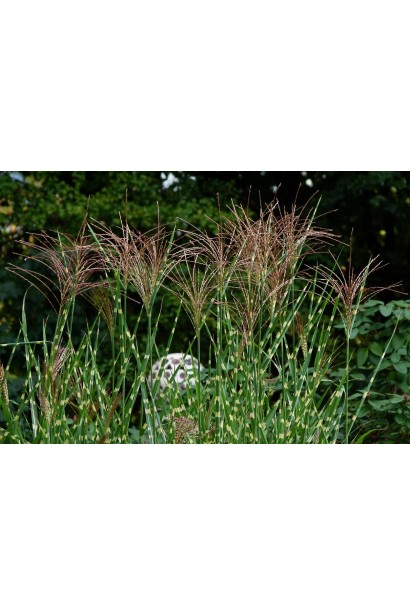 Міскантус китайський Strictus цвітіння