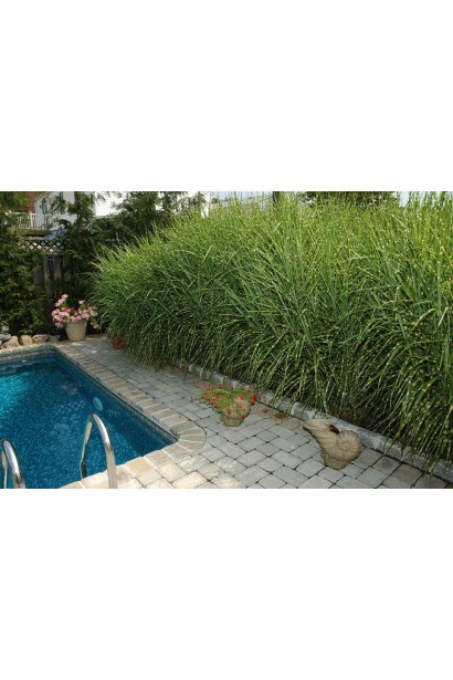 Використання Міскантуса Стріктус в ландшафтному дизайні