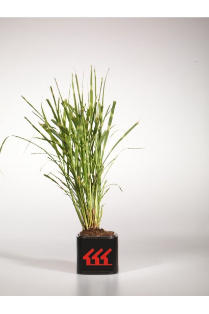 Міскантус китайський Стріктус саджанець Р9