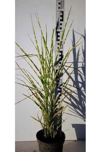 Міскантус Стріктус 50-70 см в контейнері 