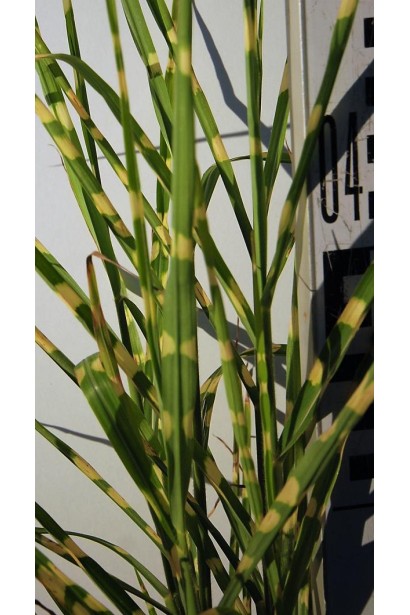 Міскантус китайський Стріктус зелене листя з поперечними смугами