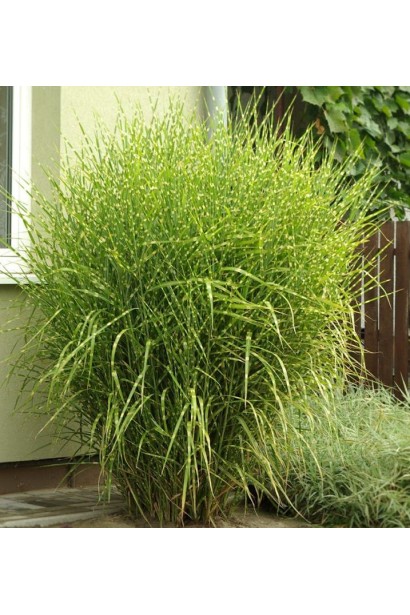 Міскантус китайський Зебрінус