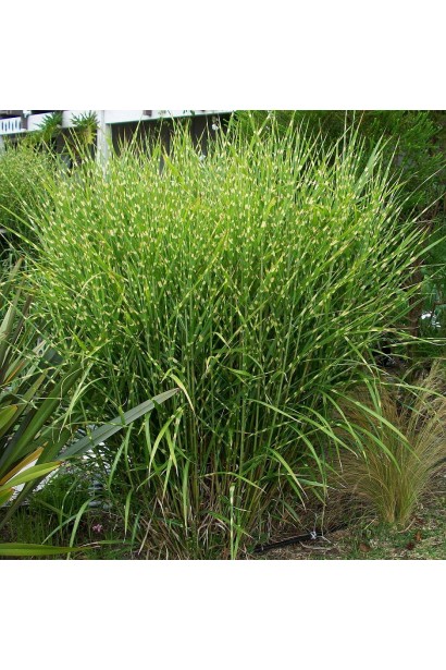 Китайський очерет  Стріктус