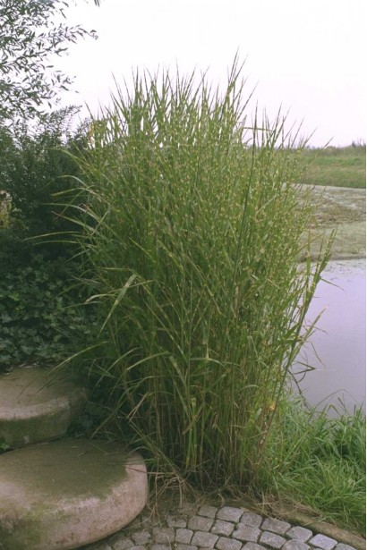 Міскантус китайський Стріктус біля водойми