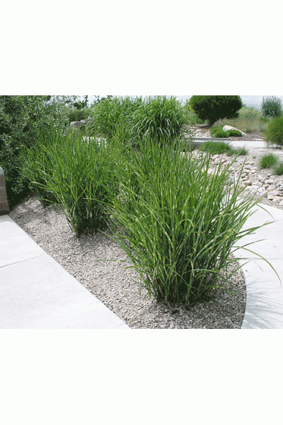 Міскантус китайський Стріктус багаторічний декоративний злак