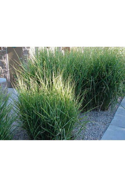 Міскантус китайський Стріктус