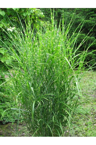 Китайська срібляста трава Стріктус