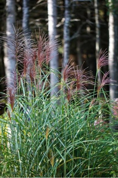 Miscanthus sinensis Strictus