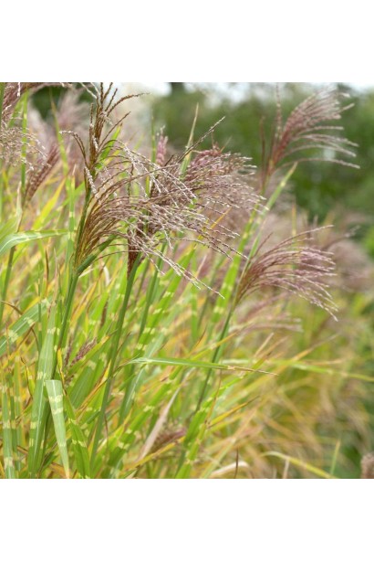 Міскантус китайський Стріктус червонувато-бронзові колоски