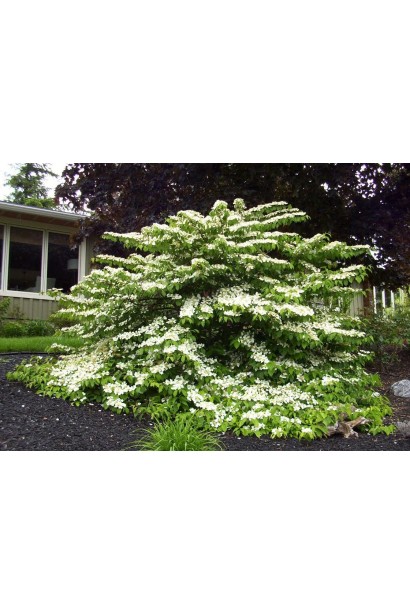 Калина складчаста Ватанабе в ландшафті