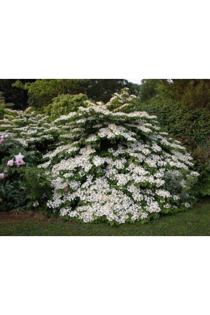 Калина складчаста Ватанабе розлогий кущ