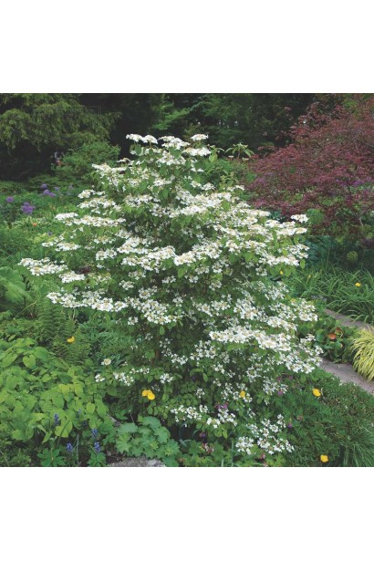 Viburnum plicatum Watanabe