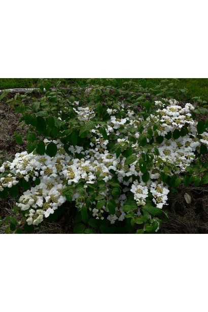 Viburnum plicatum Nanum Semperflorens