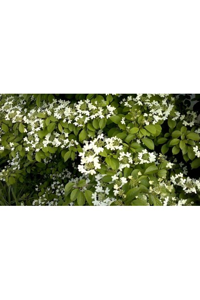 Калина складчаста Ватанабе