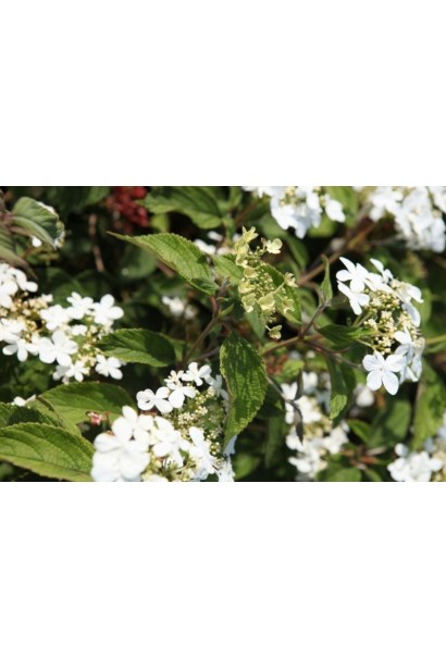 Білі щитовидні суцвіття калини Ватанабе