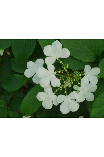 Калина складчаста Нанум Семперфлоренс