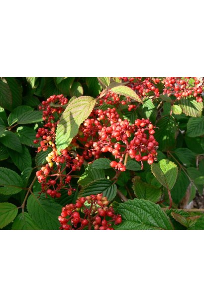 Еліпсовидні червоні плоди калини Ватанабе в серпні