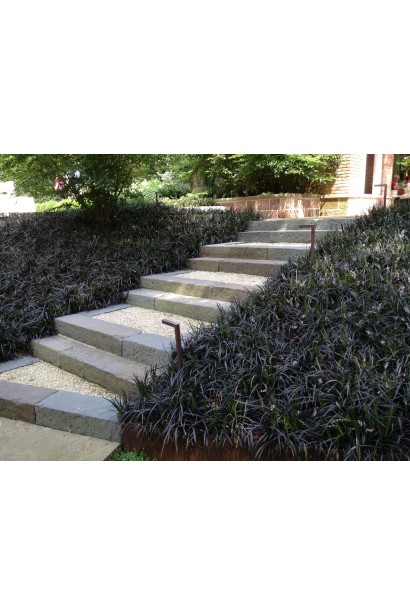 Офиопогон Нигресценс в ландшафтном дизайне