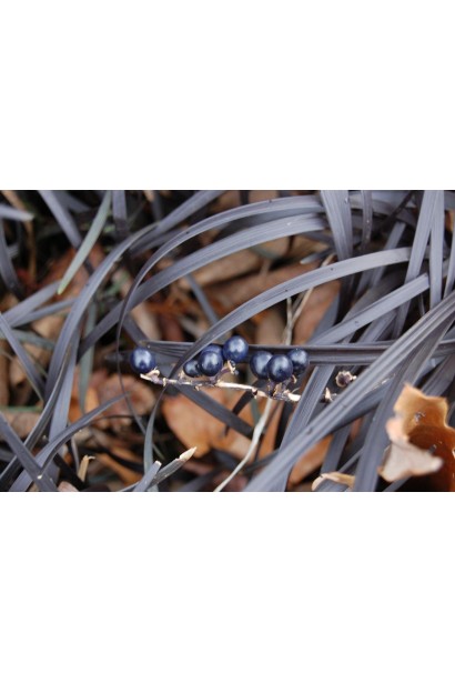 Офиопогон Нигресценс – черные декоративные листья в садовом дизайне.