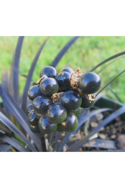 Ophiopogon planiscapus – растение с темно-фиолетовыми листьями