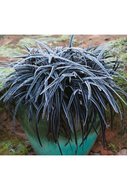 Офиопогон Нигресценс – декоративная трава с почти черными листьями.