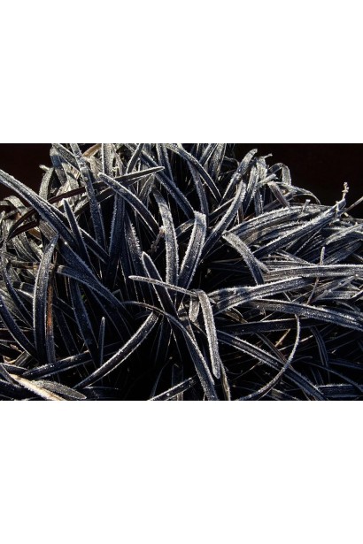 Black Dragon (Блэк Дракон, Черный Дракон)