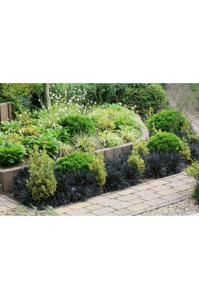 Офиопогон Нигресценс – оригинальный акцент для альпийской горки