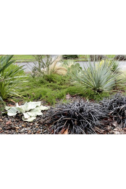 Офиопогон Нигресценс – идеальный выбор для контраста в цветнике.