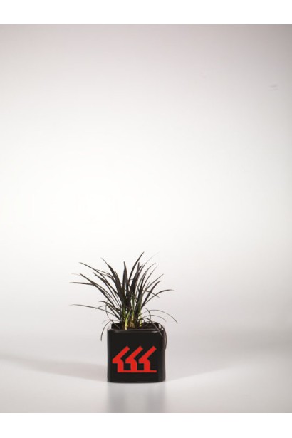 Саженец офиопогона Нигресценс в горшке