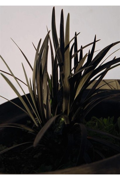 Офиопогон плоскострелый Нигресценс 