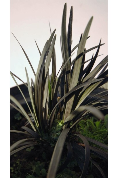 Офиопогон плоскострелый Нигресценс 