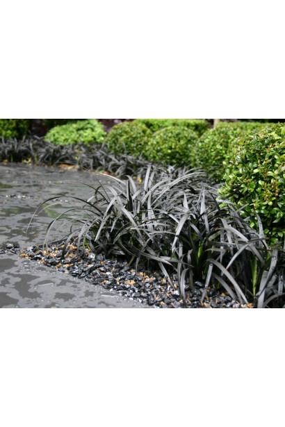 Офиопогон плоскострелый Нигресценс 