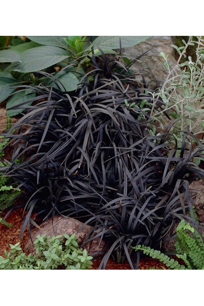 Листья офиопогона Нигресценс – глубокий черный цвет