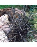 Офіопогон плоскострільний Нігресценс | Офиопогон плоскострелый Нигресценс | Ophiopogon planiscapus Nigrescens