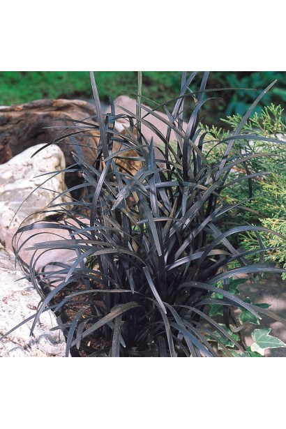 Офиопогон плоскострелый Нигресценс 