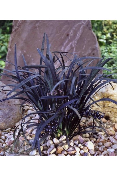 Офиопогон плоскострелый Нигресценс 