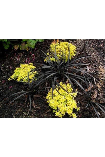 Офиопогон плоскострелый Нигресценс 