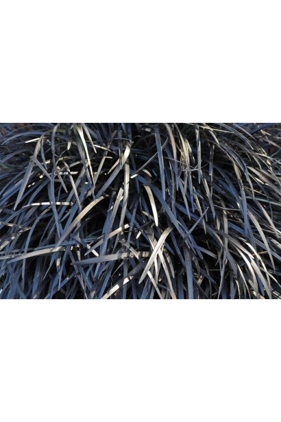 Ophiopogon planiscapus Nigrescens - многолетник с глянцевыми темными листьями.
