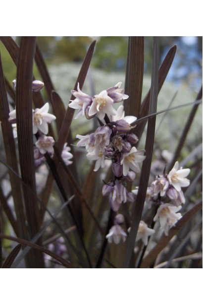 Офиопогон Нигресценс цветы