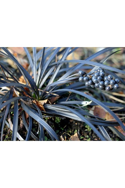 Ophiopogon planiscapus Nigrescens