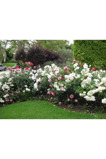 Троянда поліантова Вайт Фейрі – прикраса у ландшафтному дизайні.